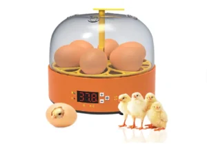 incubator oua