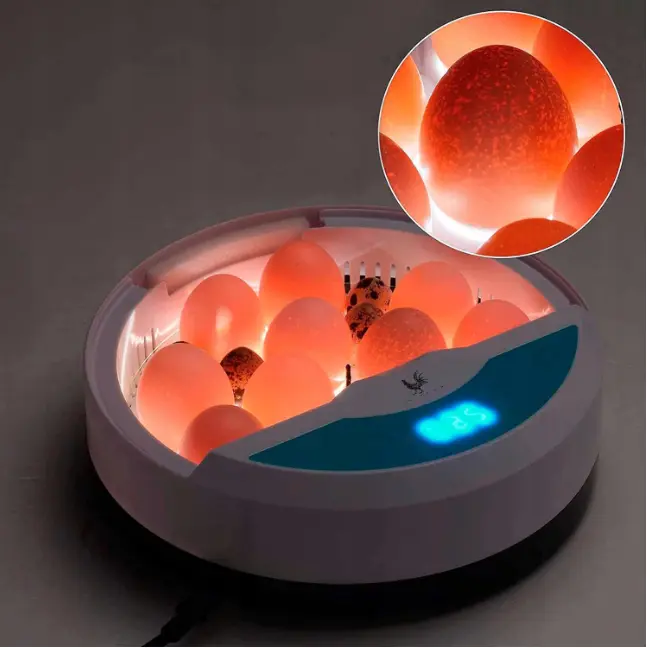 incubator oua chickers